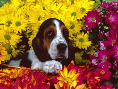 Flores e cachorrinho. jigsaw puzzle