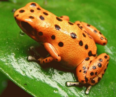 orange frog