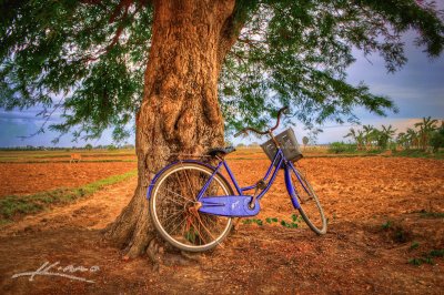 Bicycle under tree at farm, Battambang, Cambodia