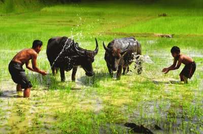 Lifestyle, Battambang, cambodia jigsaw puzzle