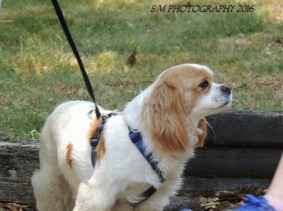 Cavalier King Charles jigsaw puzzle