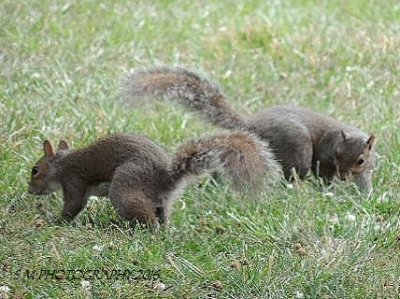 Squirrels jigsaw puzzle