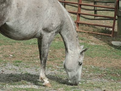 Mare jigsaw puzzle