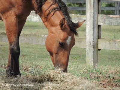 Horse jigsaw puzzle