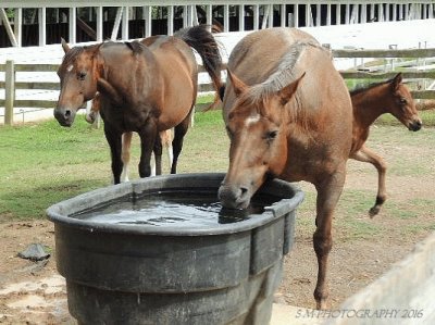 פאזל של Mares