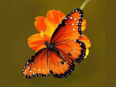 Butterfly jigsaw puzzle