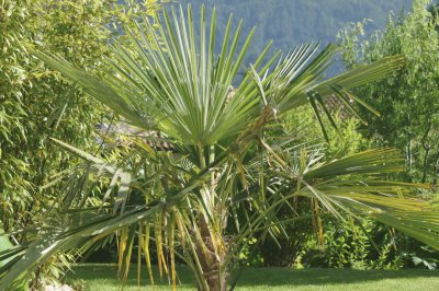 Palmtree in the garden jigsaw puzzle