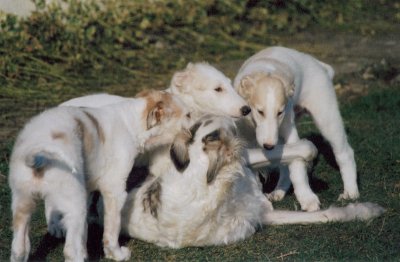 פאזל של Jeu de chiots