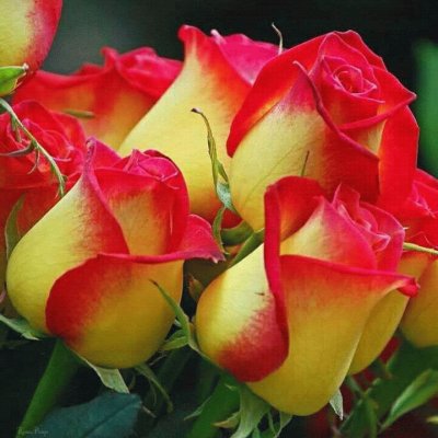 rosas6 jigsaw puzzle