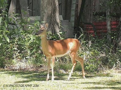 Doe jigsaw puzzle