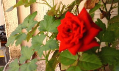 rose my