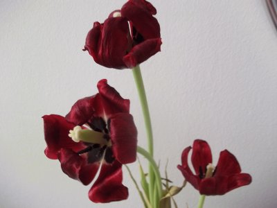 פאזל של tulipa
