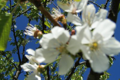 cerisier en fleurs jigsaw puzzle