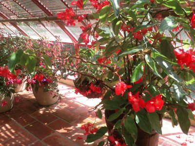 fleurs rouges