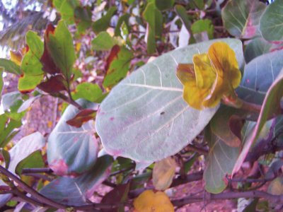 fleurs de la RÃ©union