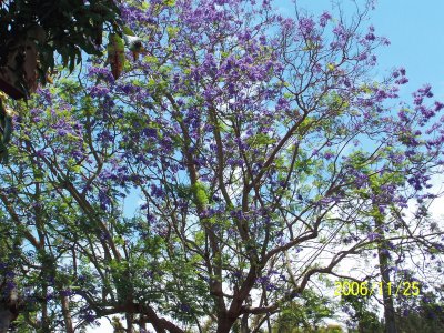 Jacaranda jigsaw puzzle