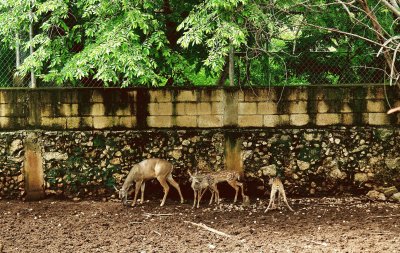 פאזל של Animales de Yucatan