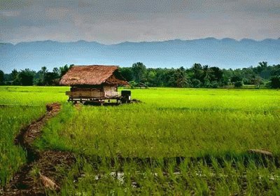 Home farmers, Cambodia jigsaw puzzle