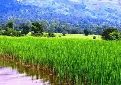 Landscapes farm, Cambodia jigsaw puzzle