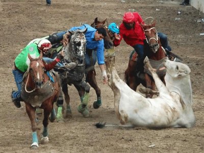 toros coleados