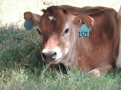 פאזל של Calf