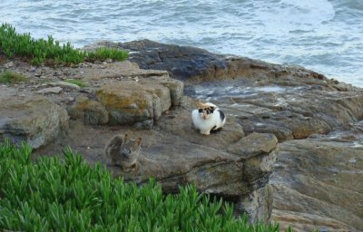 gatos marplatenses