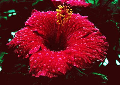 פאזל של flor de cayena