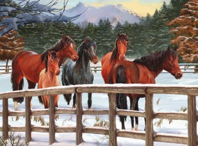 cavalos