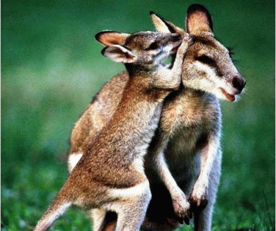 mom#217