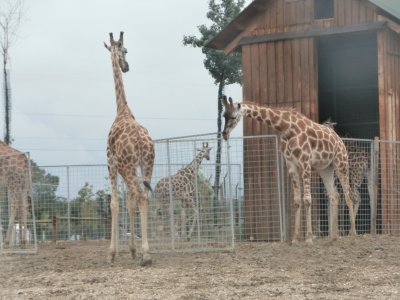 Giraffe jigsaw puzzle