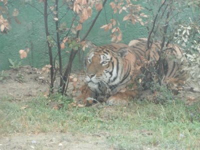 Tigre in agguato