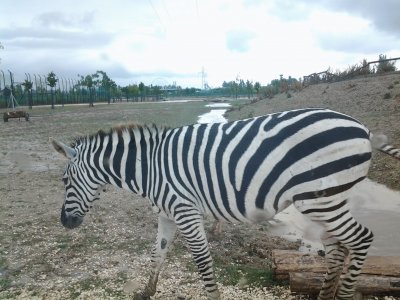 פאזל של Zebra al pascolo
