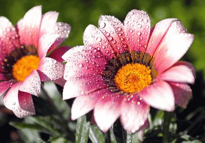 Nature Flower jigsaw puzzle