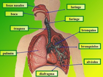 aparato respiratorio