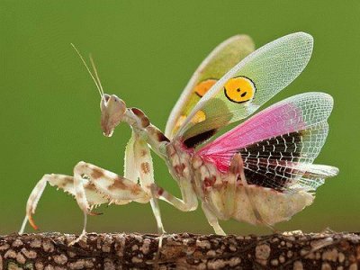 פאזל של mantis s