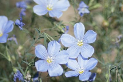 Blue Flowers