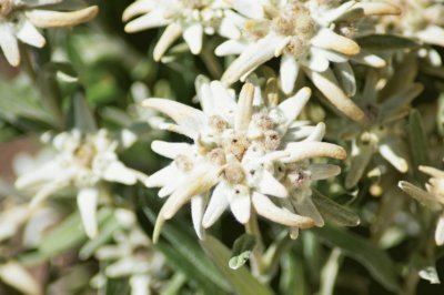 Edelweiss jigsaw puzzle