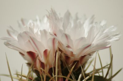 Cactus blossom