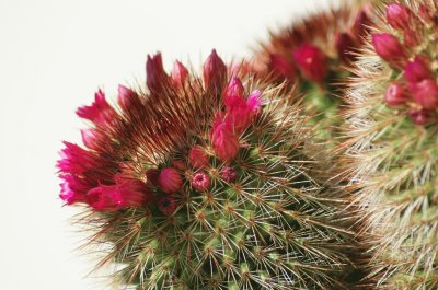 פאזל של purple cactus