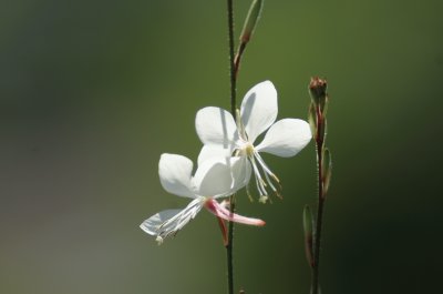 פאזל של delicate white flower