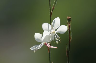 delicate white flower