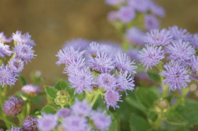 blue blossom jigsaw puzzle