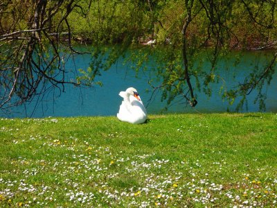 פאזל של cygne