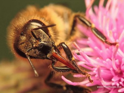 Abeja en Flor jigsaw puzzle