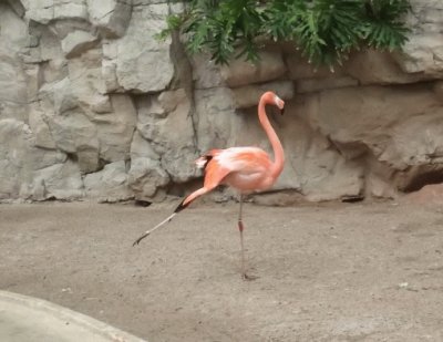Flamingo en el Zoo de San Antonio
