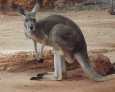 פאזל של Canguro en el Zoo de San Antonio