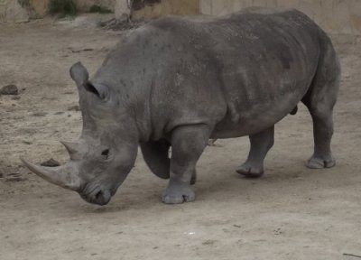 Rinoceronte en el Zoo de San Antonio