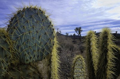 thumb-1392885142624-beavertail_cactus_01 jigsaw puzzle