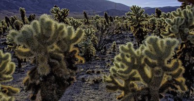 thumb-1392885170733-cholla_garden_02 jigsaw puzzle