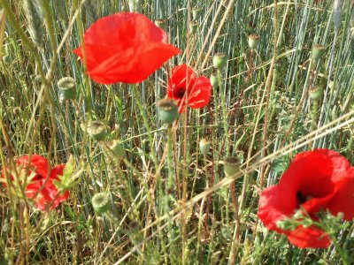 פאזל של Coquelicots